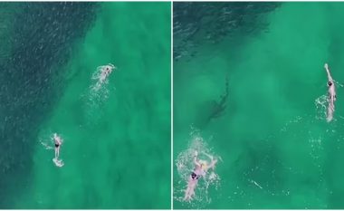 Peshkaqeni ua futi tmerrin dy australianëve duke notuar vetëm disa metra afër tyre