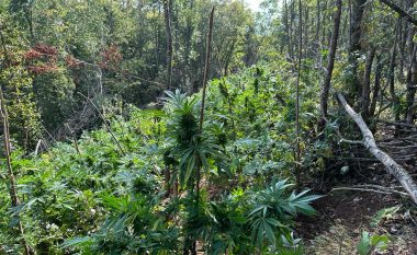 Policia e Kosovës dhe Shqipërisë gjejnë plantacion me rreth 20 mijë bimë kanabis në Koshare
