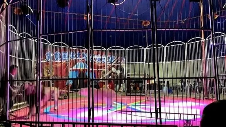 Shkuan për ta parë “spektakël”, vizitorët tmerrohen – luani ia mësyn punonjësit të cirkut në Kinë