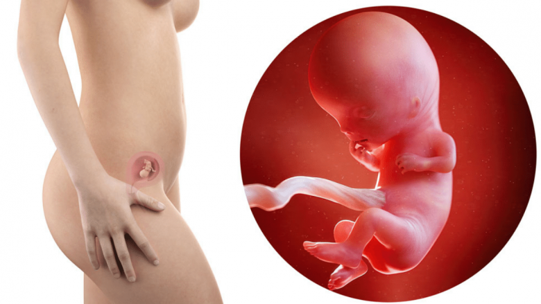 Java e 11-të e shtatzënisë: Bebja juaj mund të gogësijë, të thithë dhe të gëlltisë në mitër, kurse ju përgatiteni për urth