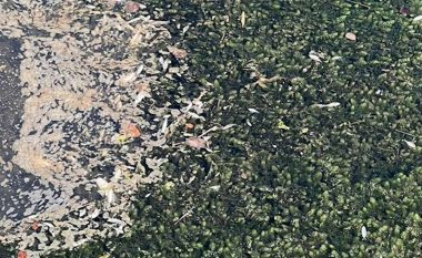 Gjenden peshq të ngordhur në një kanal në Lezhë, çfarë dyshohet