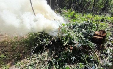 Zbulohen mbi 10 mijë bimë kanabis në Velipojë, pezullohen nga detyra shefi i policisë dhe tre efektivë