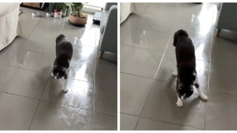 Macja luftoi për të ecur në dyshemenë e rrëshqitshme, video u bë hit