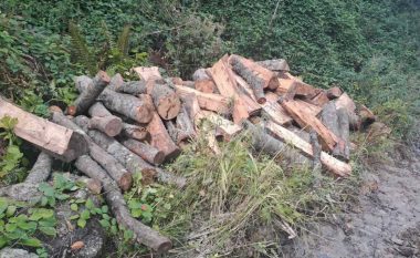 Për tri vite, 6.000 kallëzime për prerjen e paligjshme të druve në Maqedoni