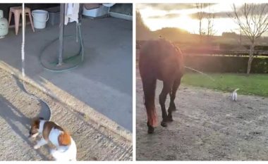Kjo video është shikuar 12 milionë herë: Qeni e nxjerr në shëtitje kalin