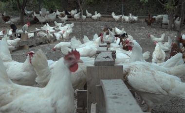Miniferma e pulave në Krushopek të Shkupit, nga hobi në biznes