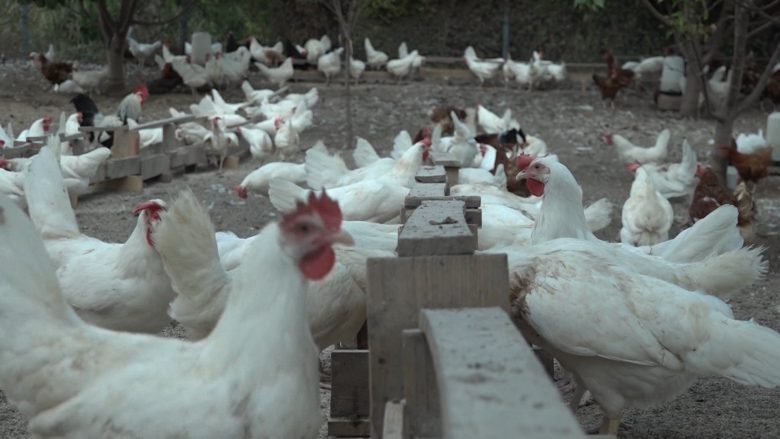 Miniferma e pulave në Krushopek të Shkupit, nga hobi në biznes