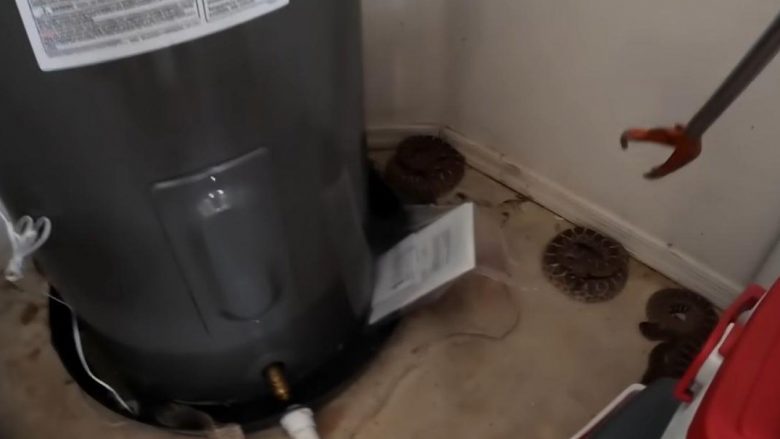 Një larguese zvarranikësh heq 20 gjarpërinj me zile nga garazhi i një shtëpie në Arizona