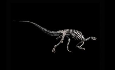 Një dinosaur i rrallë shitet në një ankand në Paris, çmimi pritet të kalojë një milion euro