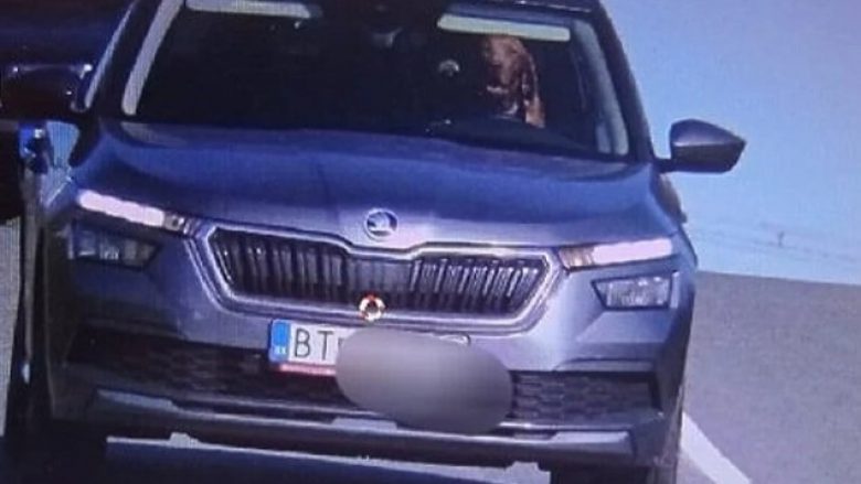 Radari i policisë në Sllovaki kapi një pamje të pazakontë: Një qen pas timonit të një veture