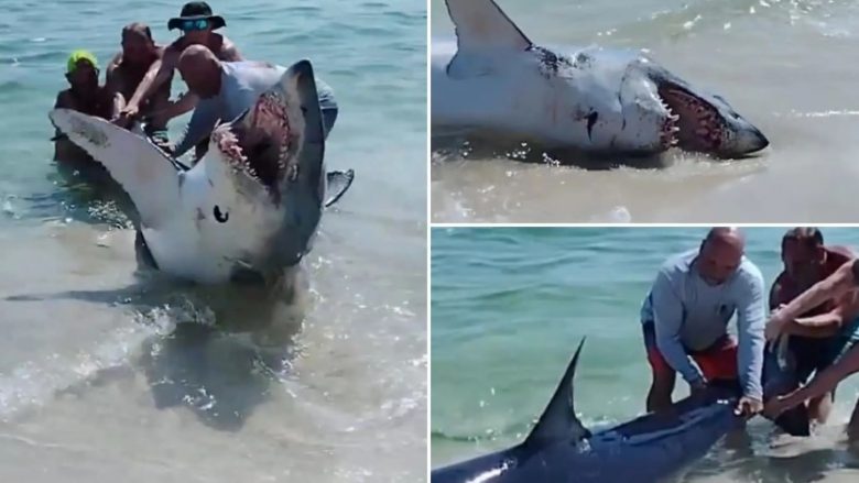 Pamjet dramatike të shpëtimit të peshkaqenit në Florida