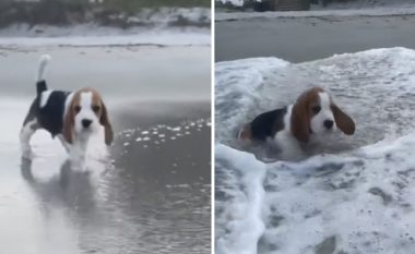 Reagimi i qenit i cili pa për herë të parë detin është i rrallë