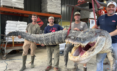 Katër amerikanë kapin një aligator gjigant