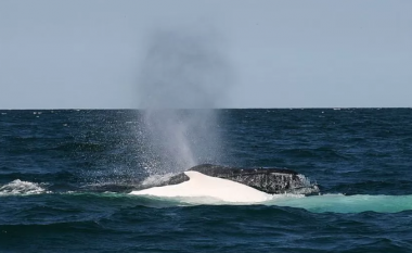 Një australian mbeti i vdekur dhe një tjetër u lëndua kur balena i goditi varkën