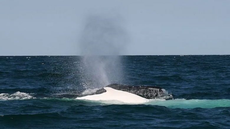 Një australian mbeti i vdekur dhe një tjetër u lëndua kur balena i goditi varkën