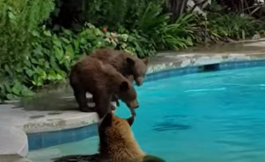 Një familje arinjsh freskohen në pishinën e një shtëpie në Los Angeles