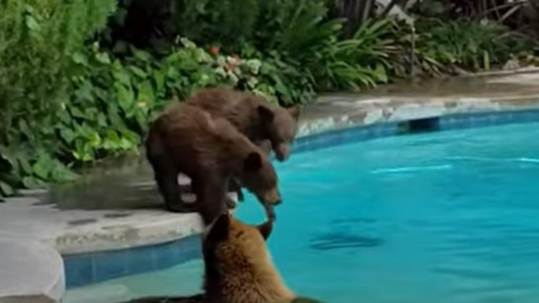 Një familje arinjsh freskohen në pishinën e një shtëpie në Los Angeles