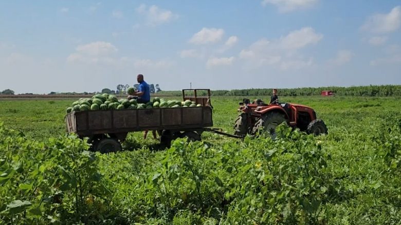 Bie punësimi në bujqësi, paragjykimet dhe emigracioni largojnë të rinjtë nga toka e Shqipërisë