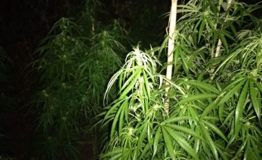 Kultivoi 305 bimë narkotike në tri vende të ndryshme në Krujë, arrestohet një person
