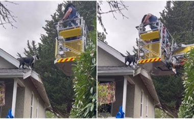 Autoritetet kanadeze shpëtojnë qenin e bllokuar në çati