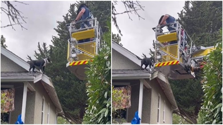 Autoritetet kanadeze shpëtojnë qenin e bllokuar në çati