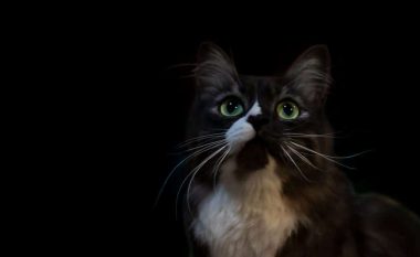 Përse macet shohin në errësirë?