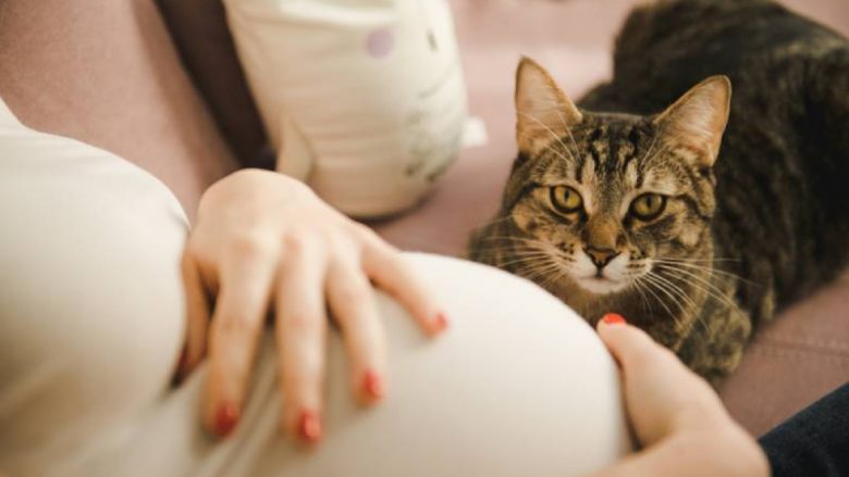 A mund ta ndiejë një mace se jeni shtatzënë?