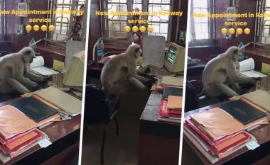 Befasi në stacionin e trenit në Indi: Majmuni hynë fshehurazi në zyre, shikoni se çfarë po bën
