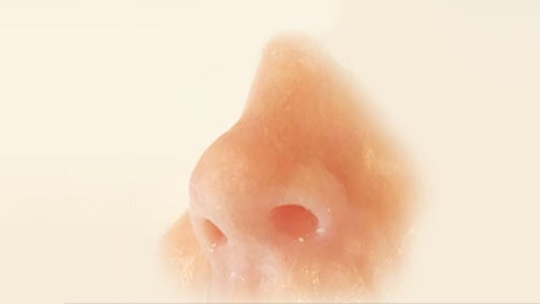 A mundet hunda artificiale të “nuhasë” sëmundjet, si dhe ushqimin e prishur?
