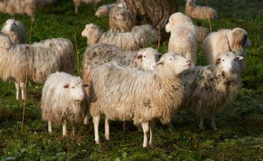 Ndodh edhe kjo – pas stuhisë Daniel në Greqi, kopeja e deleve ha 100 kilogram kanabis