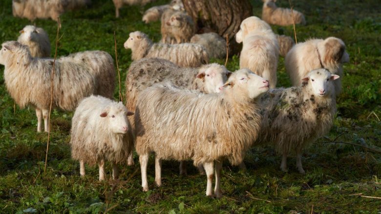 Ndodh edhe kjo – pas stuhisë Daniel në Greqi, kopeja e deleve ha 100 kilogram kanabis