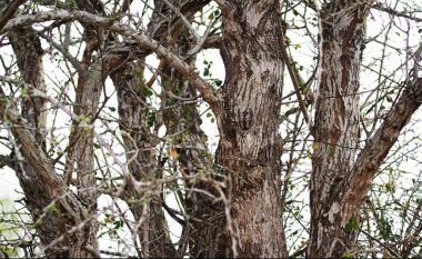 A mund ta gjeni hutin e “kamufluar” në pemë?