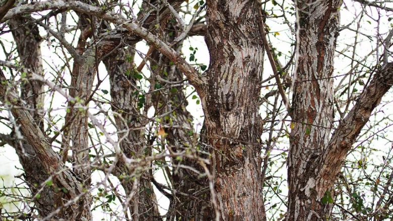 A mund ta gjeni hutin e “kamufluar” në pemë?