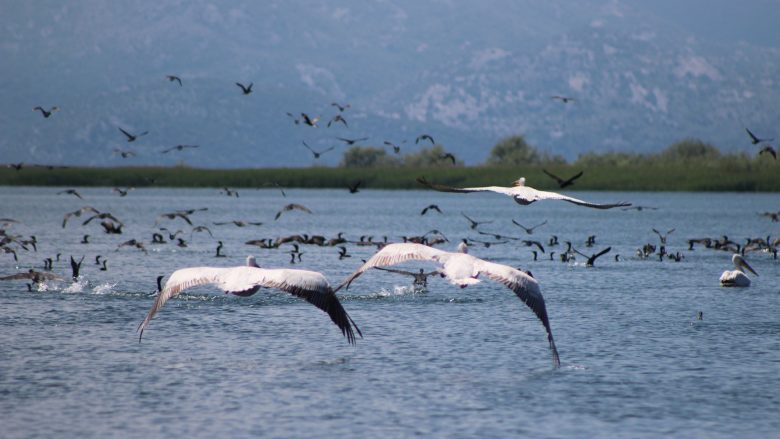 Në këtë liqen jeton edhe specia më e madhe e pelikanit në rajon