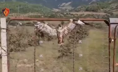 Në Përmet, shqiponja lidhet tek një portë për t’u balsamosur e gjallë - reagon policia
