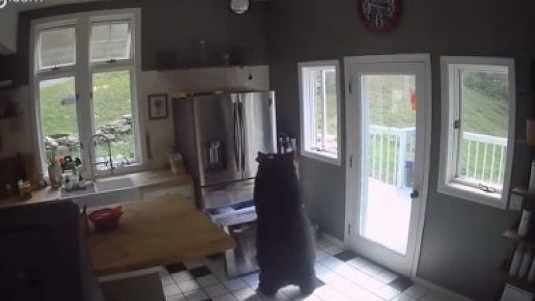 Ariu hyn në një shtëpi në Konektikat, vjedh lazanja nga frigoriferi