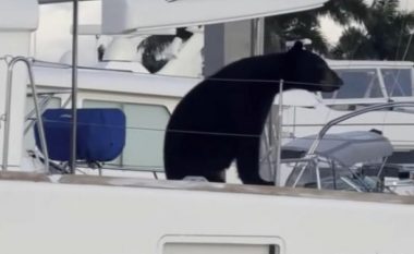 Ariu ngjitet në një varkë me vela në portin e Floridës