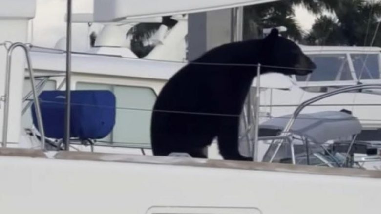 Ariu ngjitet në një varkë me vela në portin e Floridës