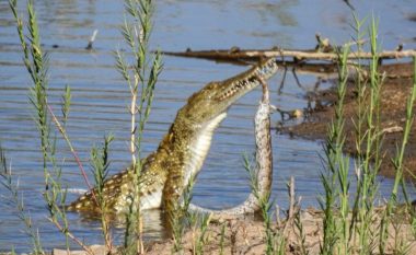 Krokodili i uritur gëlltit një piton në një park të Afrikës së Jugut