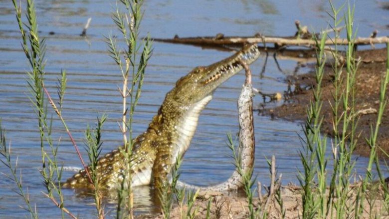 Krokodili i uritur gëlltit një piton në një park të Afrikës së Jugut