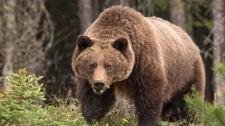Dy të vdekur pas një sulmi nga një ari në Parkun Kombëtar Banff të Albertas, Kanada
