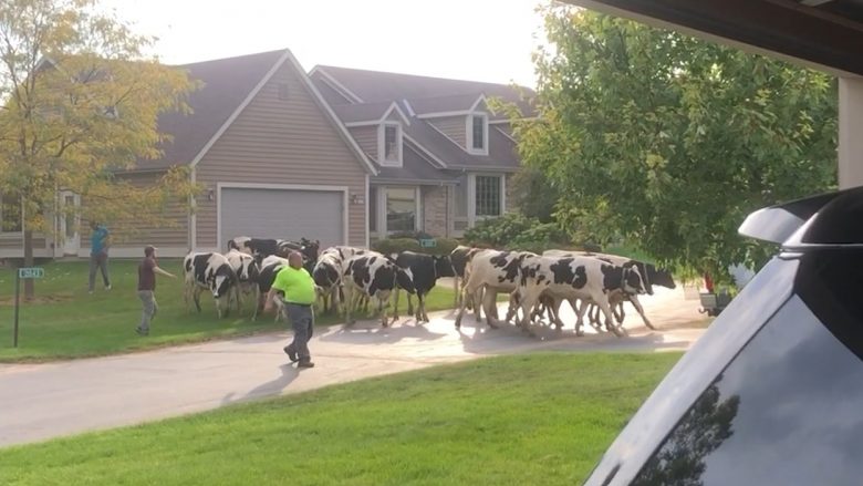 Dhjetëra ‘lopë’ pushtojnë një lagje në Wisconsin