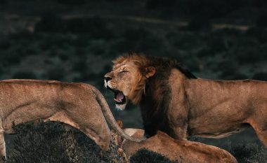 Kafshët i frikësohen zërit të njeriut më shumë se luanëve
