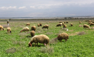 Kallëzim penal kundër një 62-vjeçari nga Kumanova, ka shitur dele të një personi tjetër