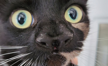Në Angli u gjet një mace me dy hundë