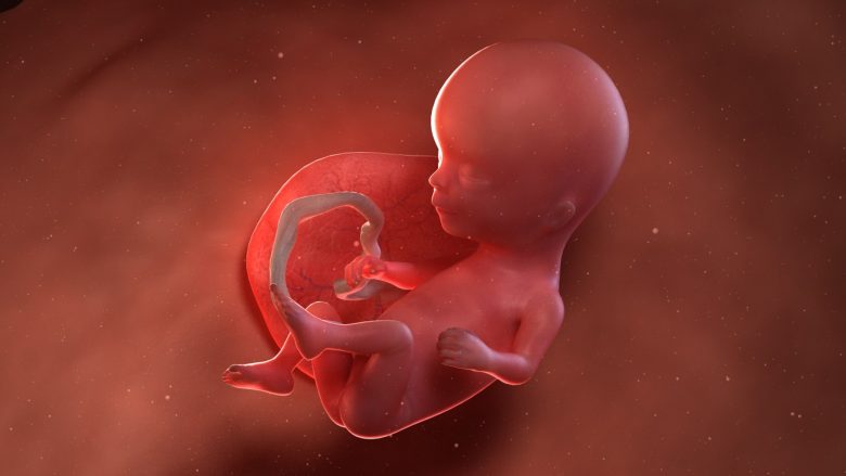 Java e 14-të e shtatzënisë: Keni arritur në muajin e katërt, ngërçet kanë pushuar, energjia po kthehet, por bebja është sa një mollë