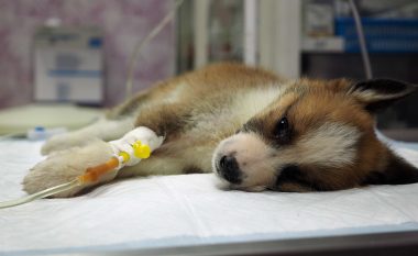 Paralajmërim i ri nga veterinerët për një sëmundje vdekjeprurëse te qentë: Këto janë katër shenja tipike të infeksionit
