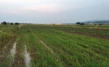 ​Shiu ia dëmtoi mbi 3 hektarë me patate, fermeri nga Mitrovica thot se nuk u kompensua ende nga Ministria e Bujqësisë
