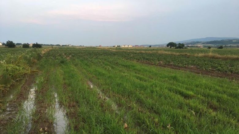 ​Shiu ia dëmtoi mbi 3 hektarë me patate, fermeri nga Mitrovica thot se nuk u kompensua ende nga Ministria e Bujqësisë