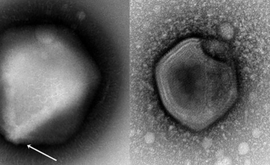 Viruset ‘Zombie’ po zgjohen pas 50 mijë vjetësh dhe mund të jenë fatale për njerëzimin